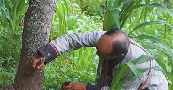 漆树种植