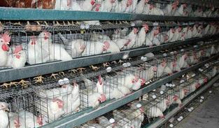 肉鸡养殖技术