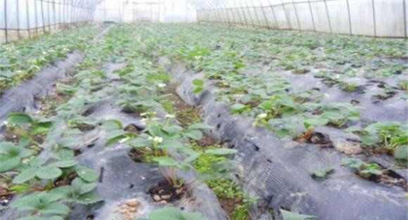 草莓根部病害综合防治技术