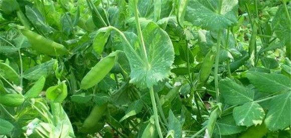 豌豆（荷兰豆）的生长习性