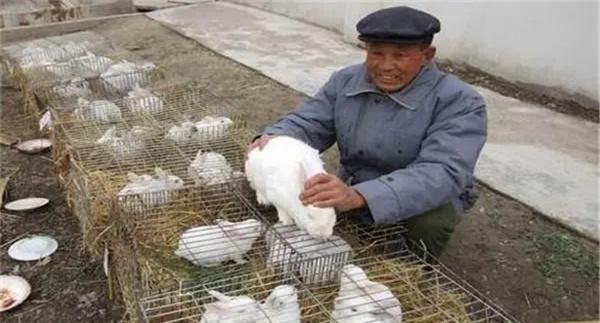 兔场管理要注意的四个方面
