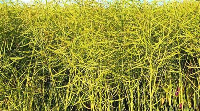 油菜籽适期收割的判断方法