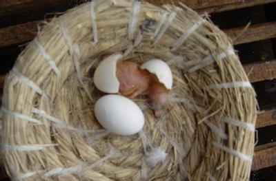 鸽子饲养方法