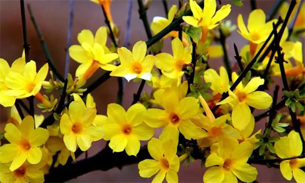 如何栽培和养护迎春花
