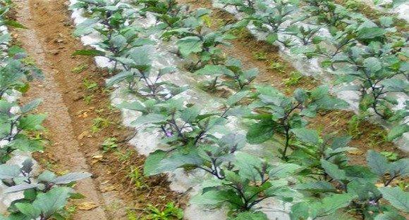 茄子嫁接育苗的定植技术
