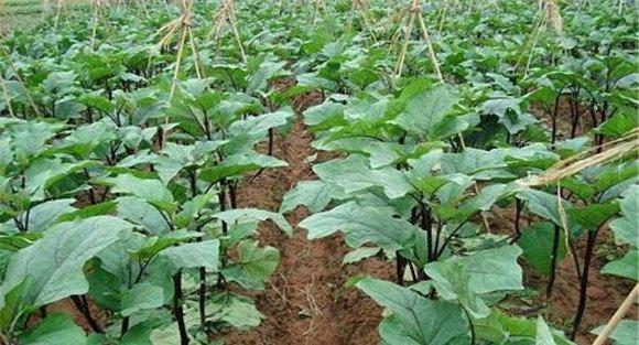 茄子嫁接苗定植后管理技术