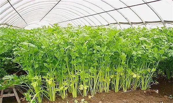 芹菜的吸肥特性和需肥规律