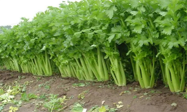 芹菜施肥技术要点