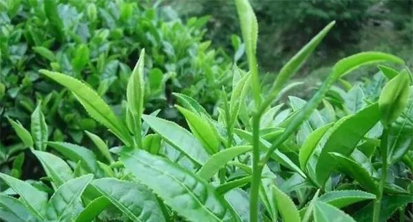 茶叶的采摘周期