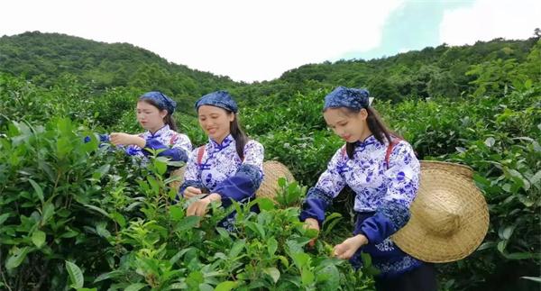 什么时间采摘茶叶为宜