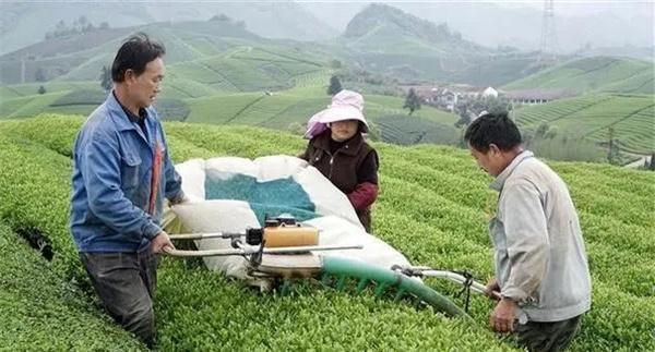 机采茶园应具备哪些条件