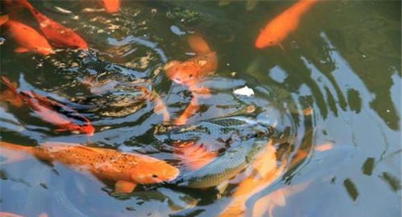 鲤鱼的营养成分与食用价值
