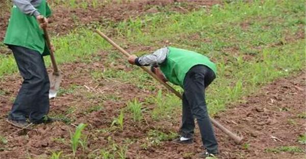 中耕、除草