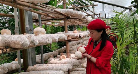 猴头菇如何灭菌和接种
