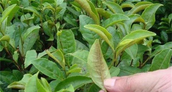 茶橙瘿螨为害症状