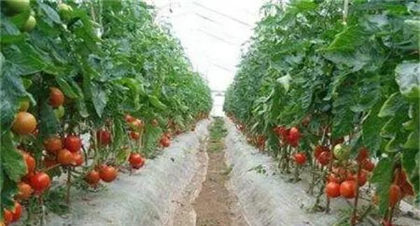 要少施含磷肥料