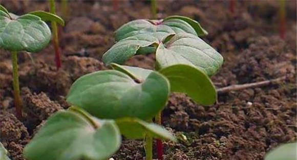 棉花需肥规律与特点