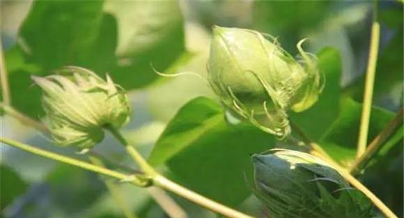 棉花施肥的施肥量