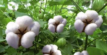 棉花施肥技术