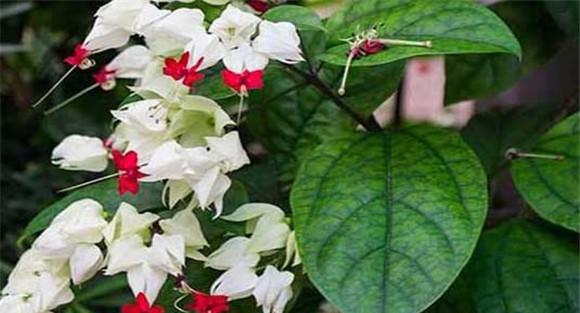 龙吐珠花怎么养