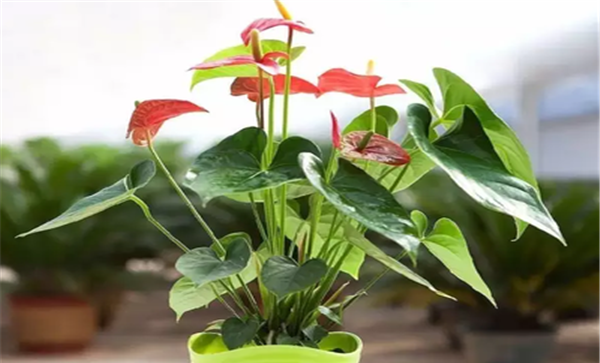 红掌盆栽水土肥管理