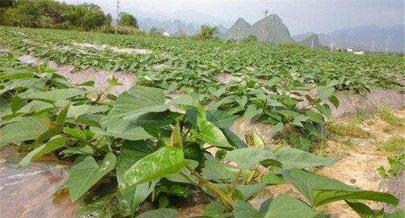 紫薯田间怎么管理