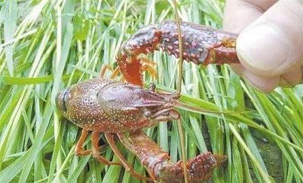 针对小龙虾的摄食特点，科学投喂