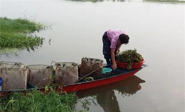 小龙虾活动和摄食状况，合理投饵