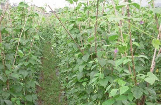 四季豆种植方法