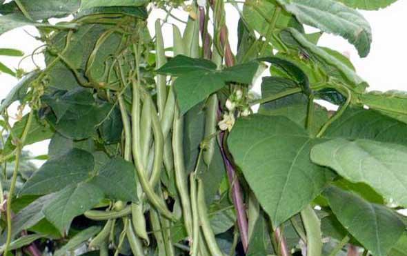四季豆种植方法