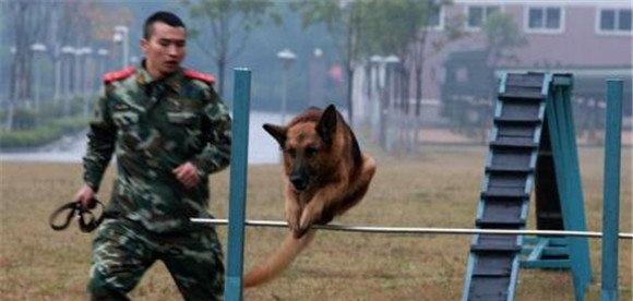 训犬员必须准确掌握的四大训练要领
