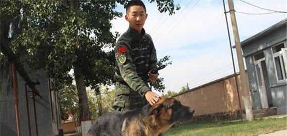 训犬员必须准确掌握的四大训练要领