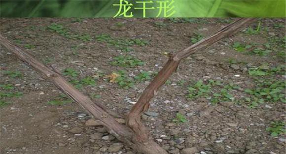 葡萄龙干形整枝的整枝过程