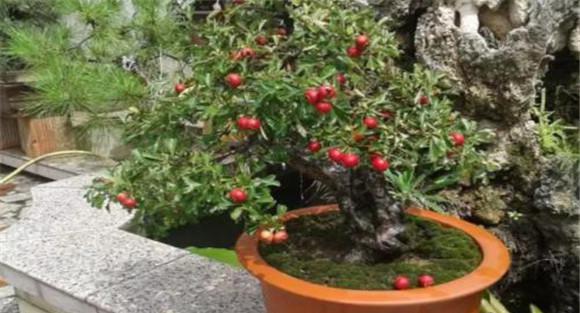盆栽山楂的栽培管理方法