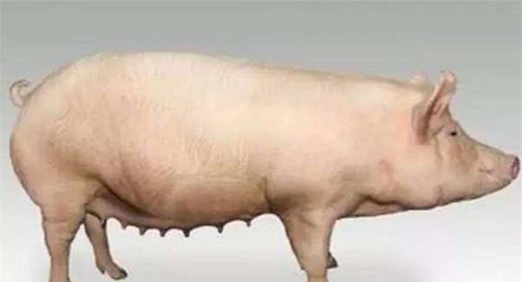 后备母猪的饲养管理