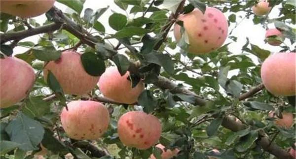 怎样防治苹果黑点病