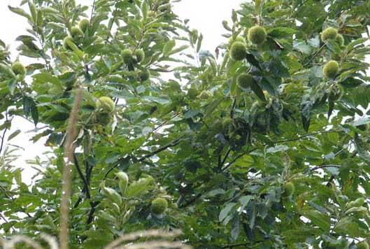 板栗种植管理方法