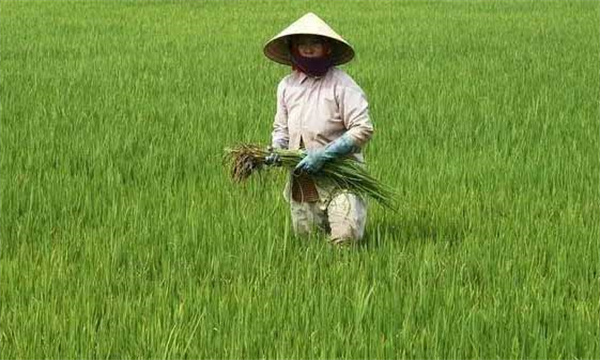 怎样防治杂草稻
