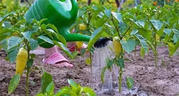 辣椒不同生长阶段如何浇水