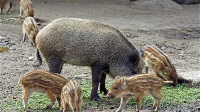 野猪吃什么食物