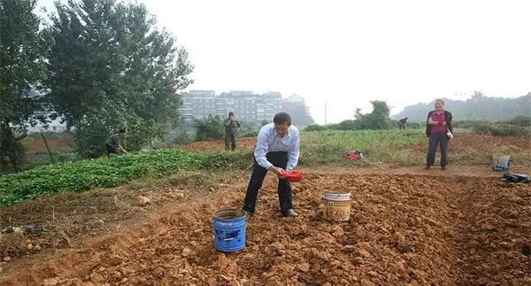 新菜地怎样培肥