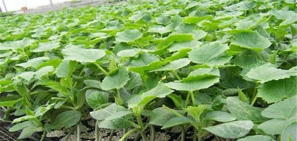 黄瓜温室早育苗晚定植方法