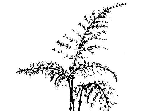 文竹的药用价值及相关药方 文竹的功效与作用