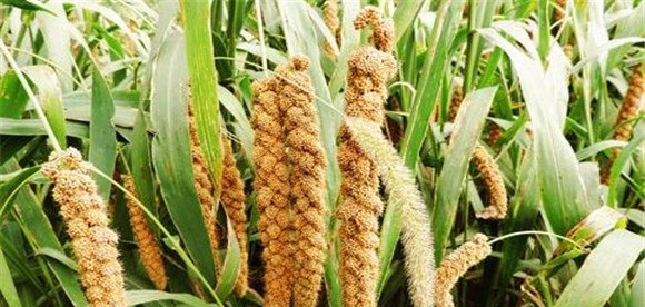 种植谷子的品种选择