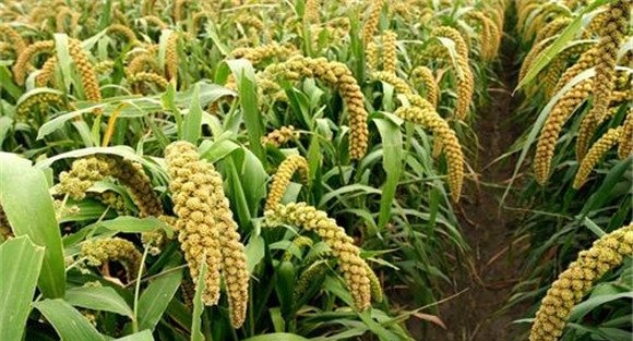 谷子的播种技术要点