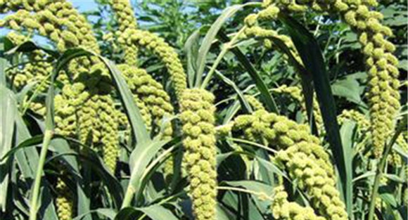 谷子种植方法
