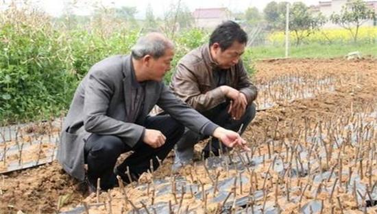 用扦插方法繁殖