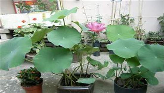 杜鹃花的用土方法