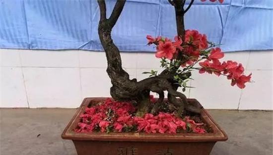 盆栽杜鹃花的施肥