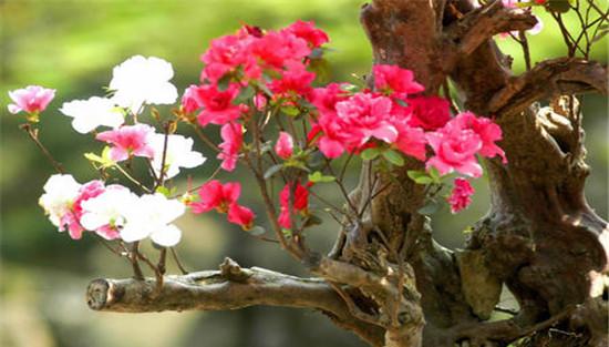 盆栽杜鹃花的修剪